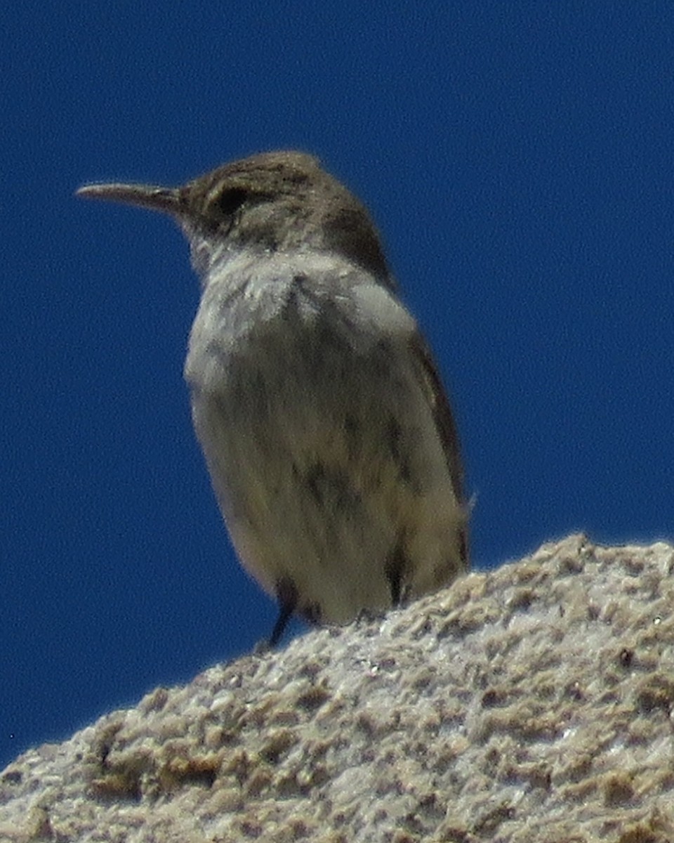 Rock Wren - ML617604293