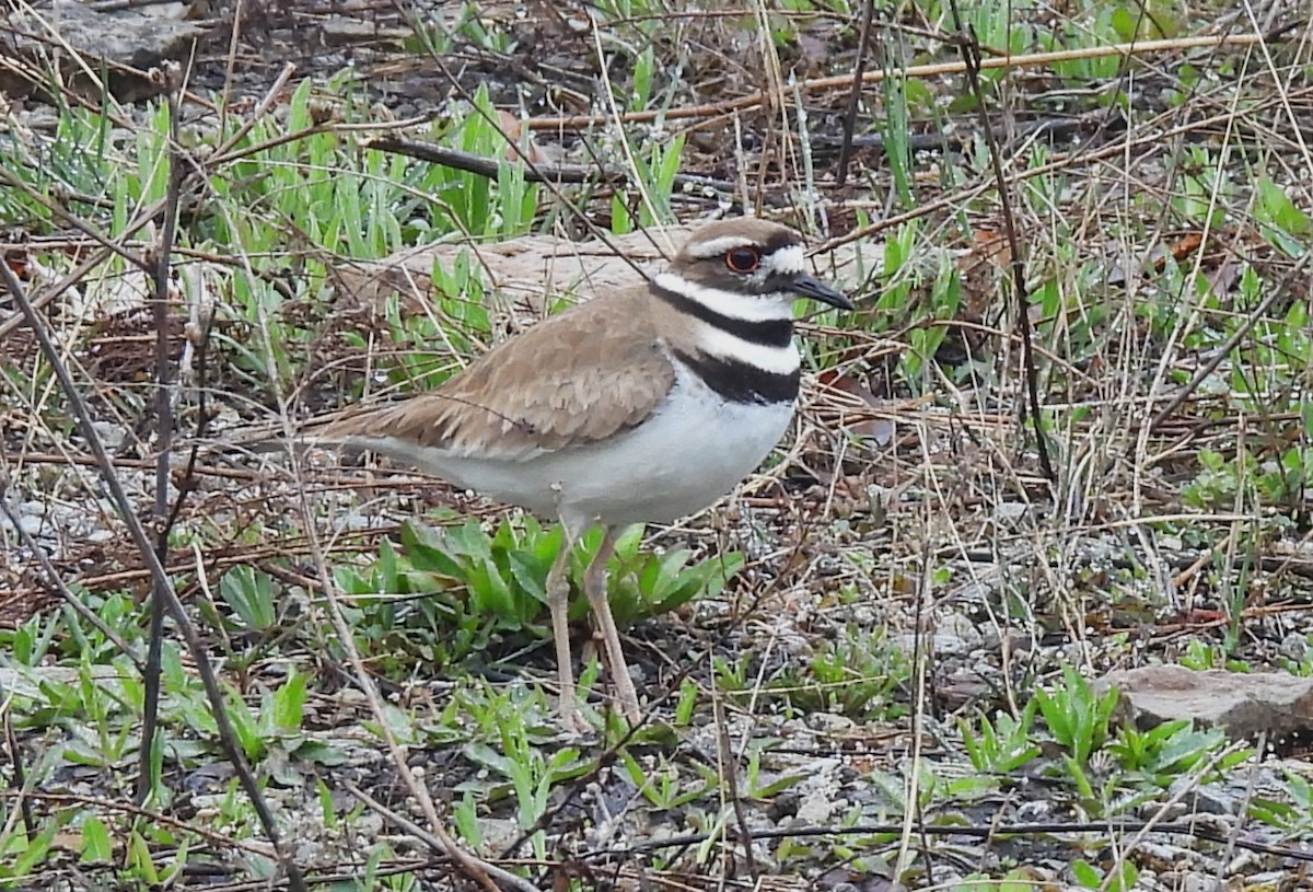 Killdeer - ML617604312