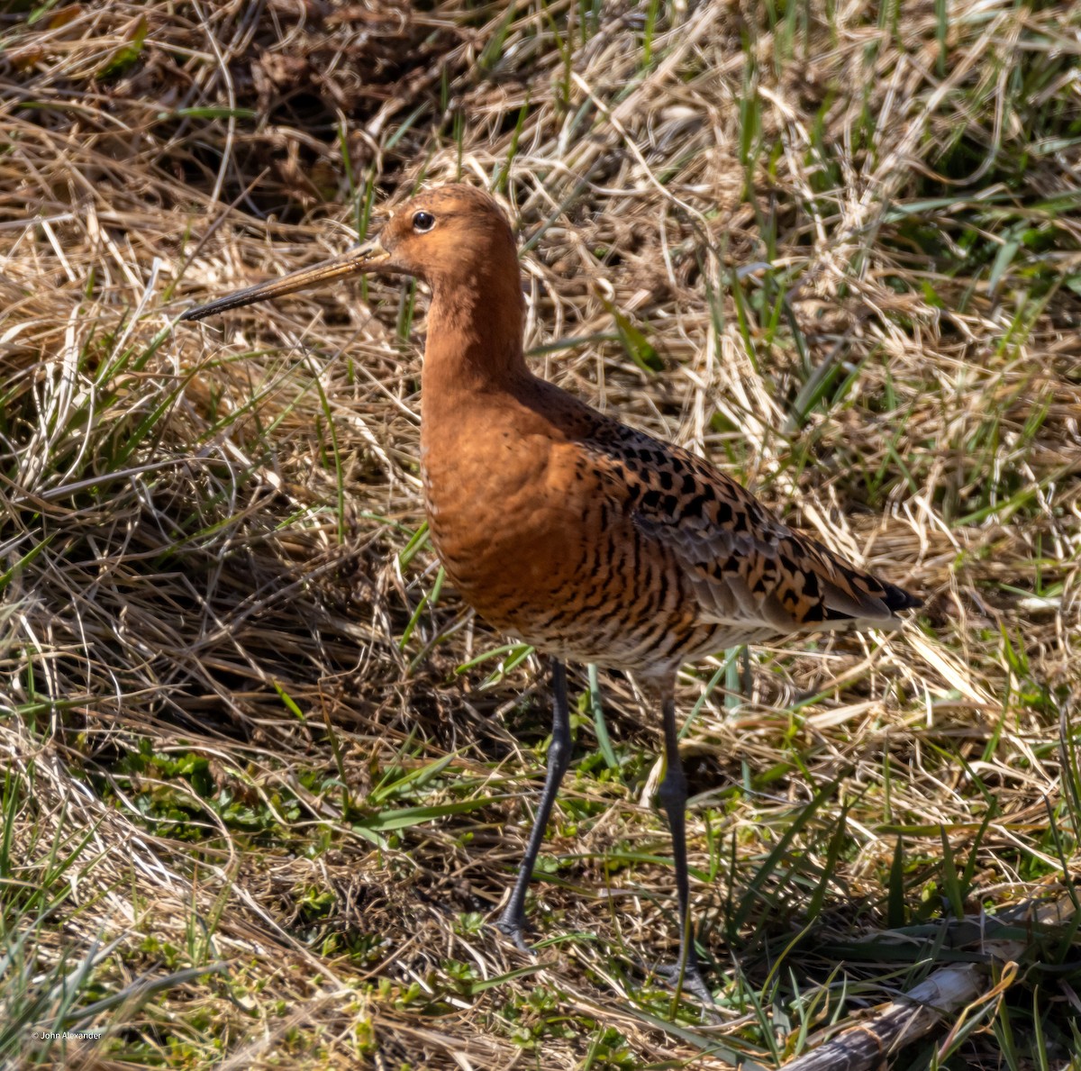 Black-tailed Godwit - ML617604320