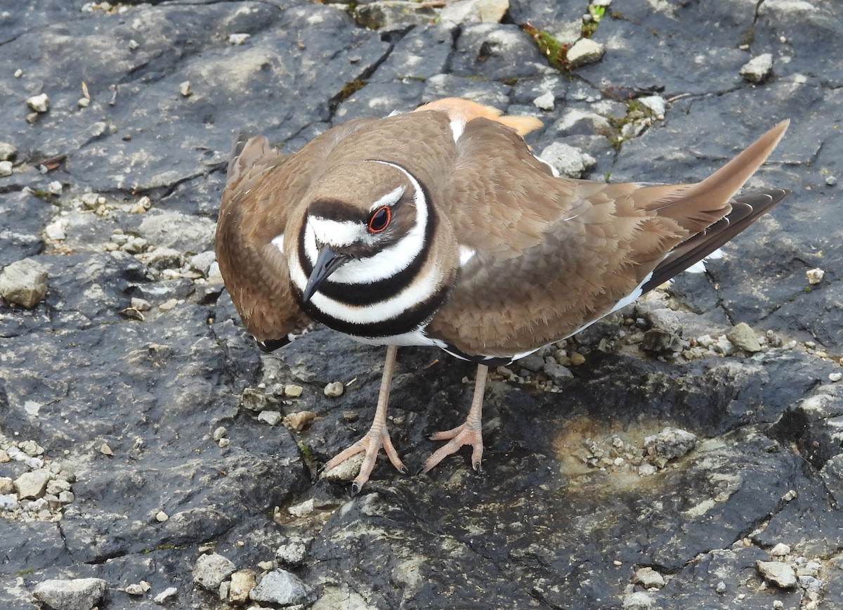 Killdeer - ML617604331