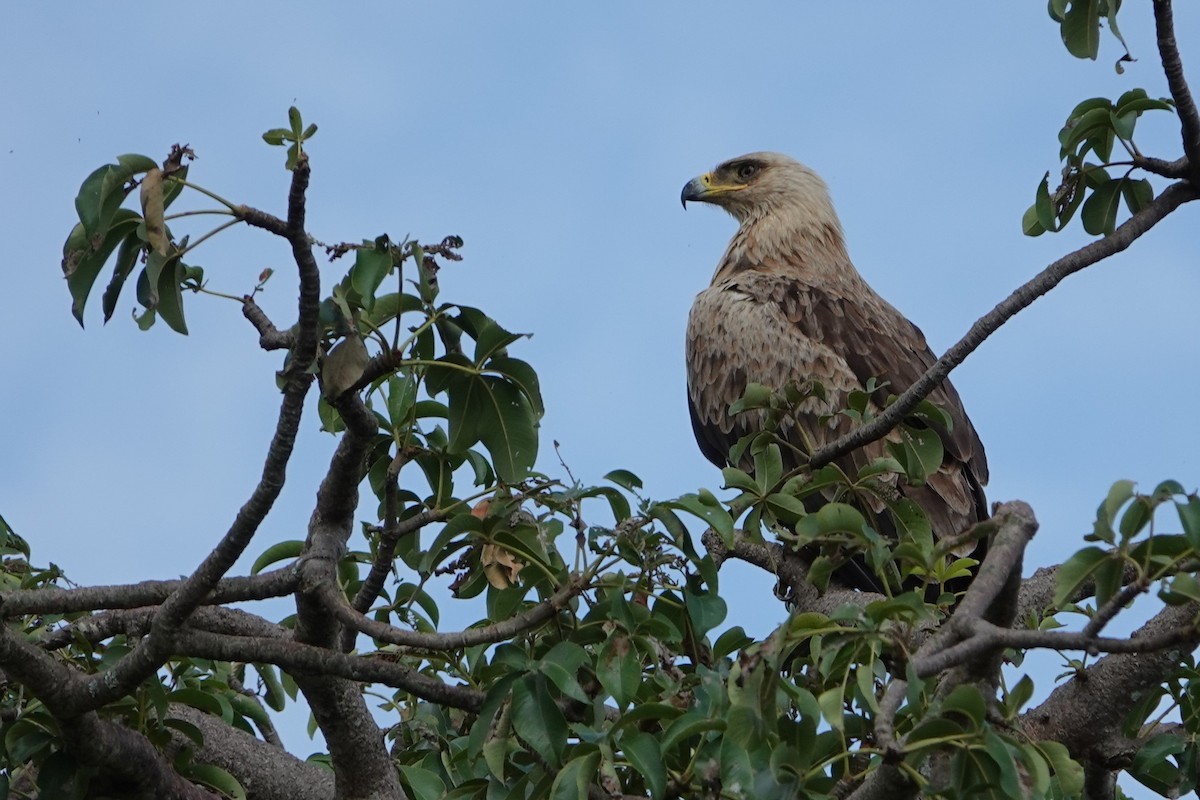 Águila Rapaz - ML617604506