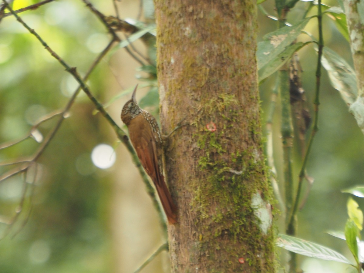 Montane Woodcreeper - ML617604508