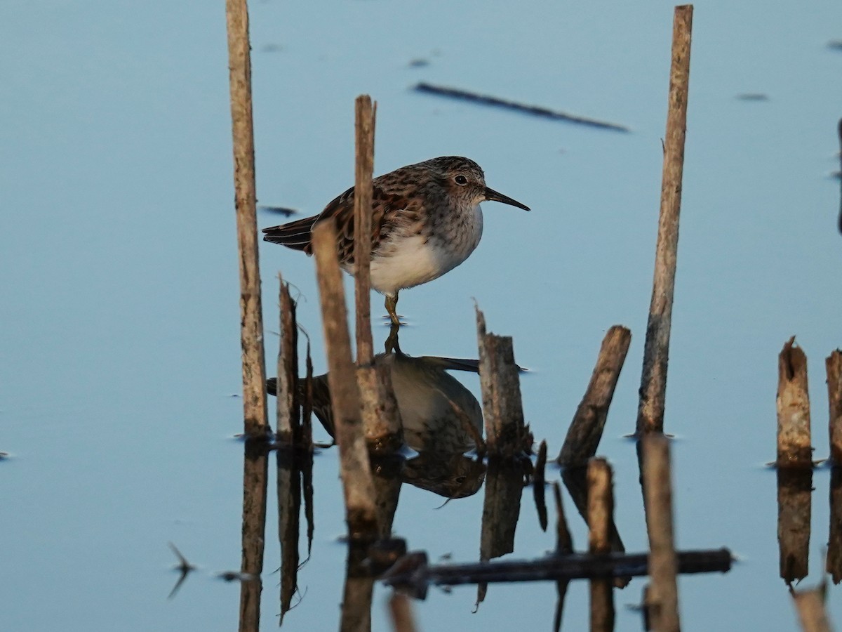 Least Sandpiper - Olivares Barraza