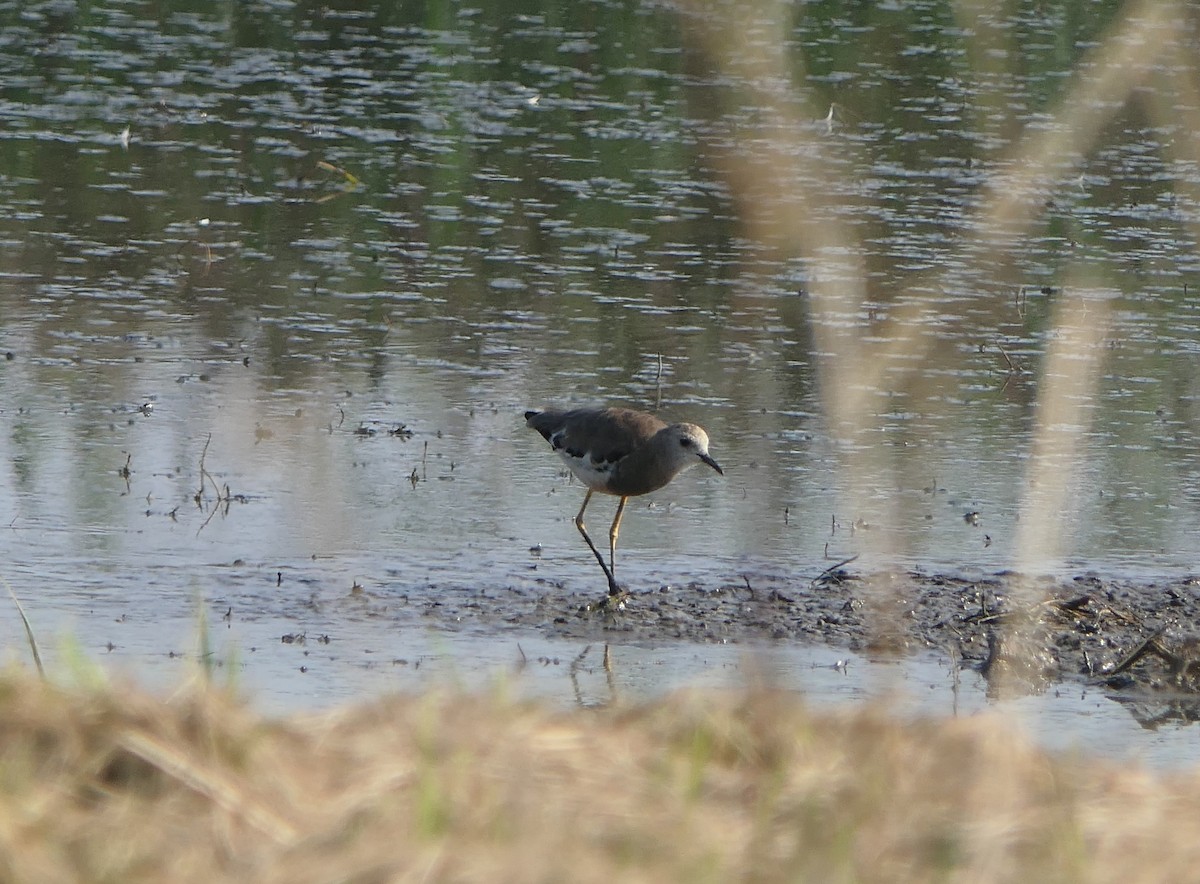 White-tailed Lapwing - ML617604517