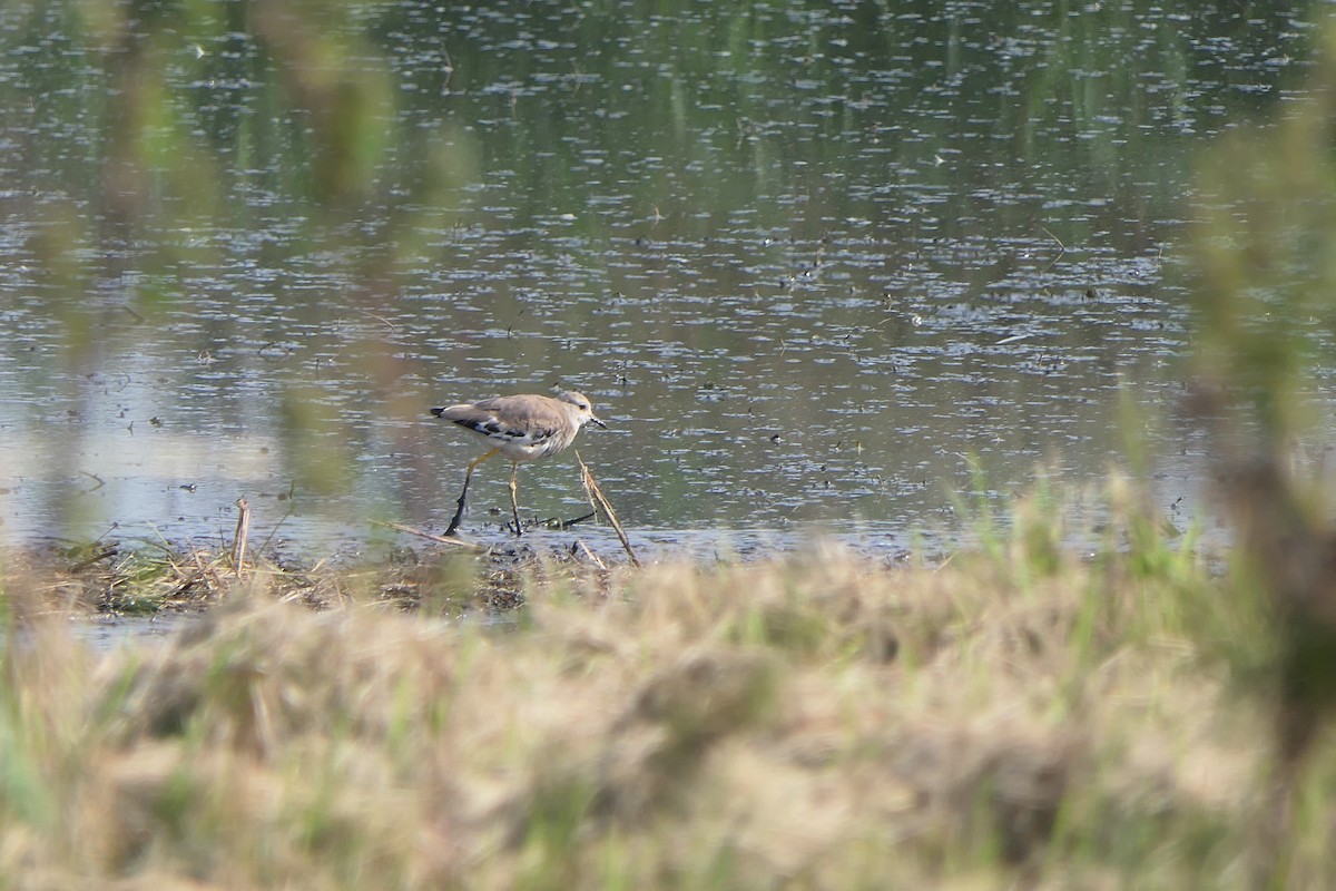 White-tailed Lapwing - ML617604519