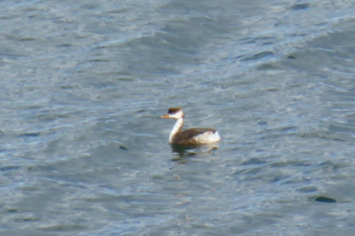 Titicaca Grebe - ML617604521