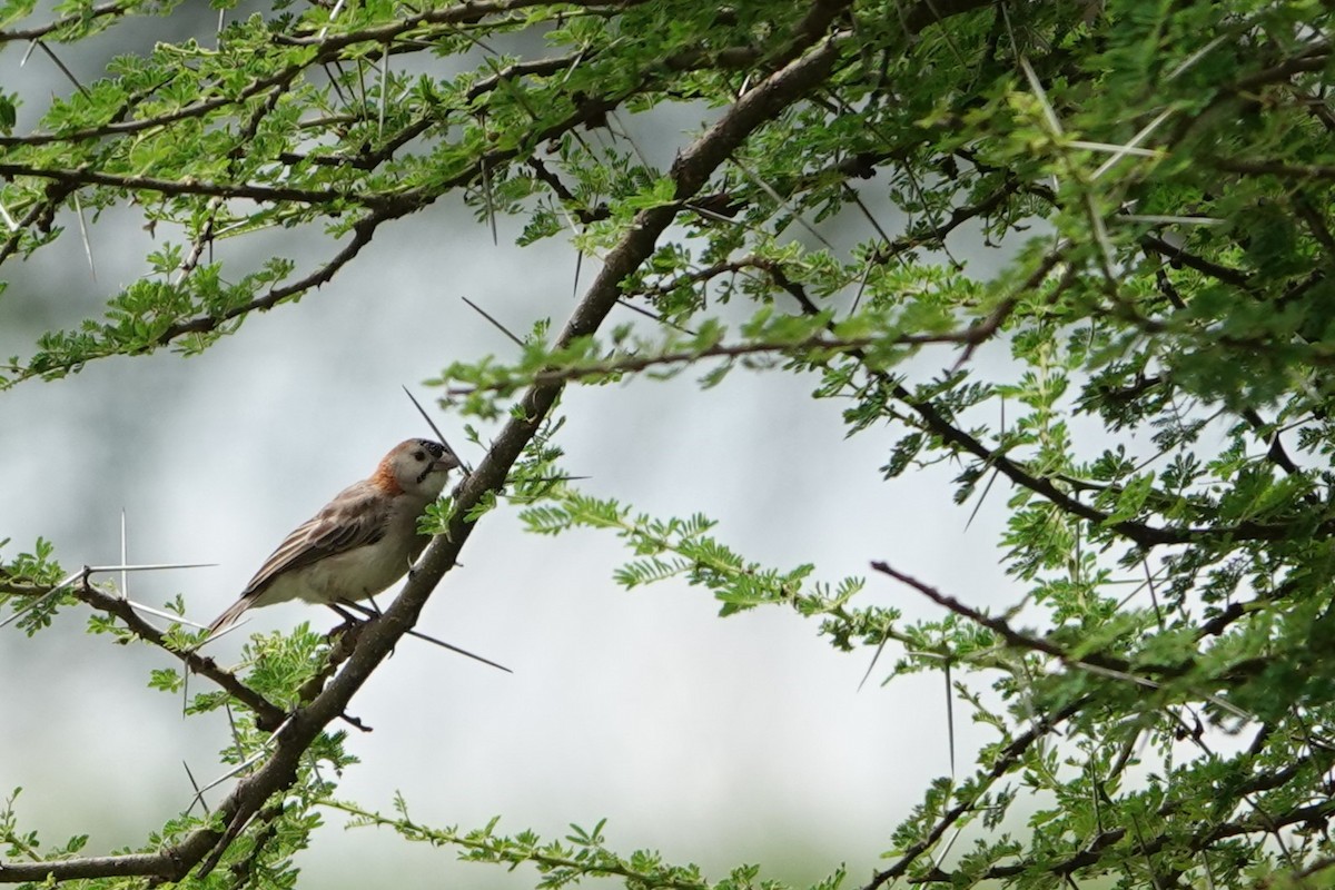 Speckle-fronted Weaver - ML617604606