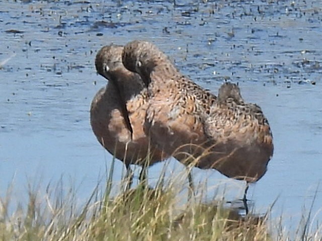 Long-billed Dowitcher - ML617604701