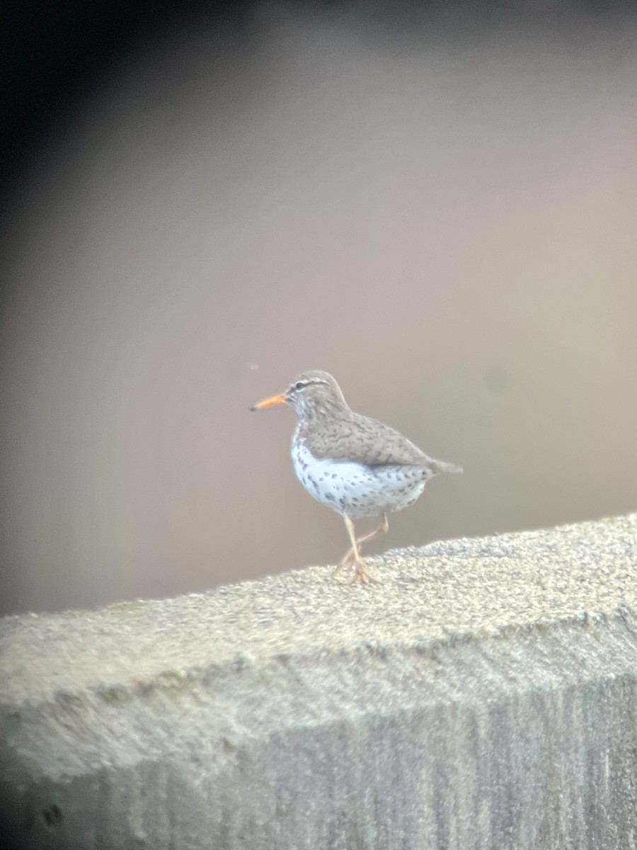 Spotted Sandpiper - ML617604708