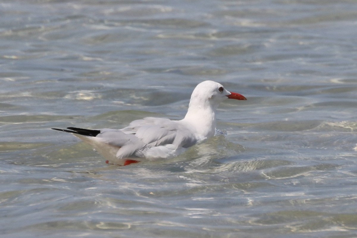 Slender-billed Gull - ML617604732