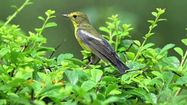 Green-backed Flycatcher - ML617604745