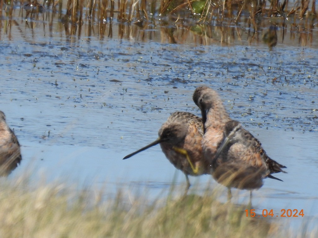 Long-billed Dowitcher - ML617604753