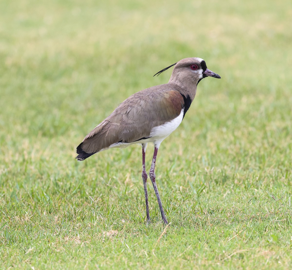 Southern Lapwing - Joseph Hood