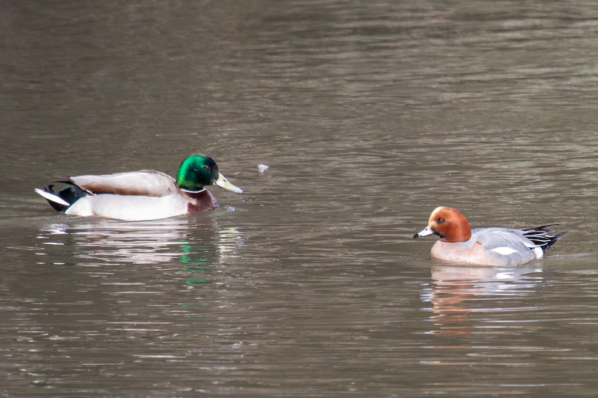 Eurasian Wigeon - Robin Corcoran