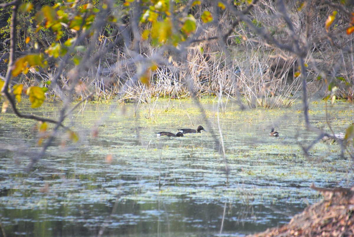 Ferruginous Duck - ML617604768