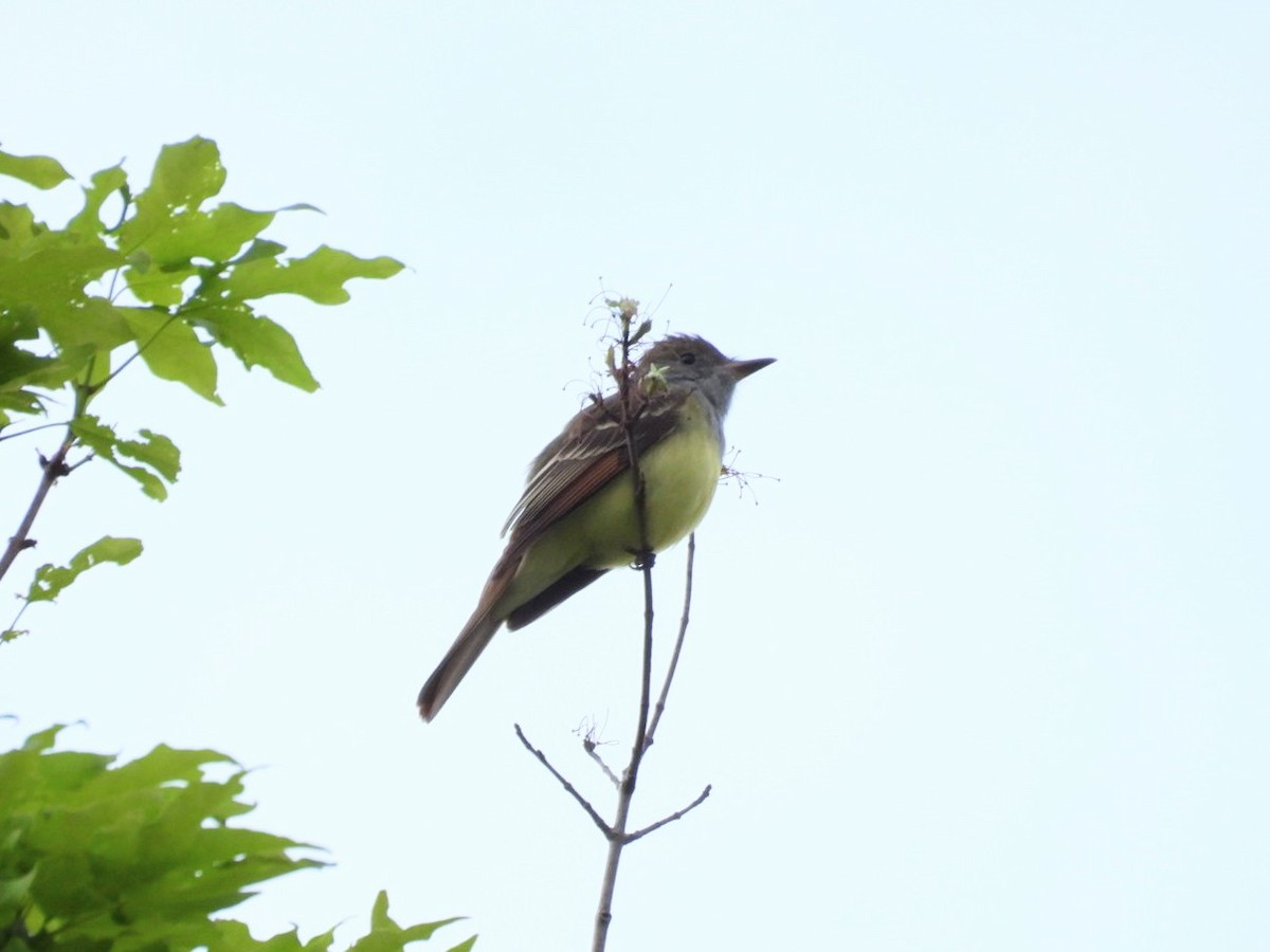 Great Crested Flycatcher - ML617604770