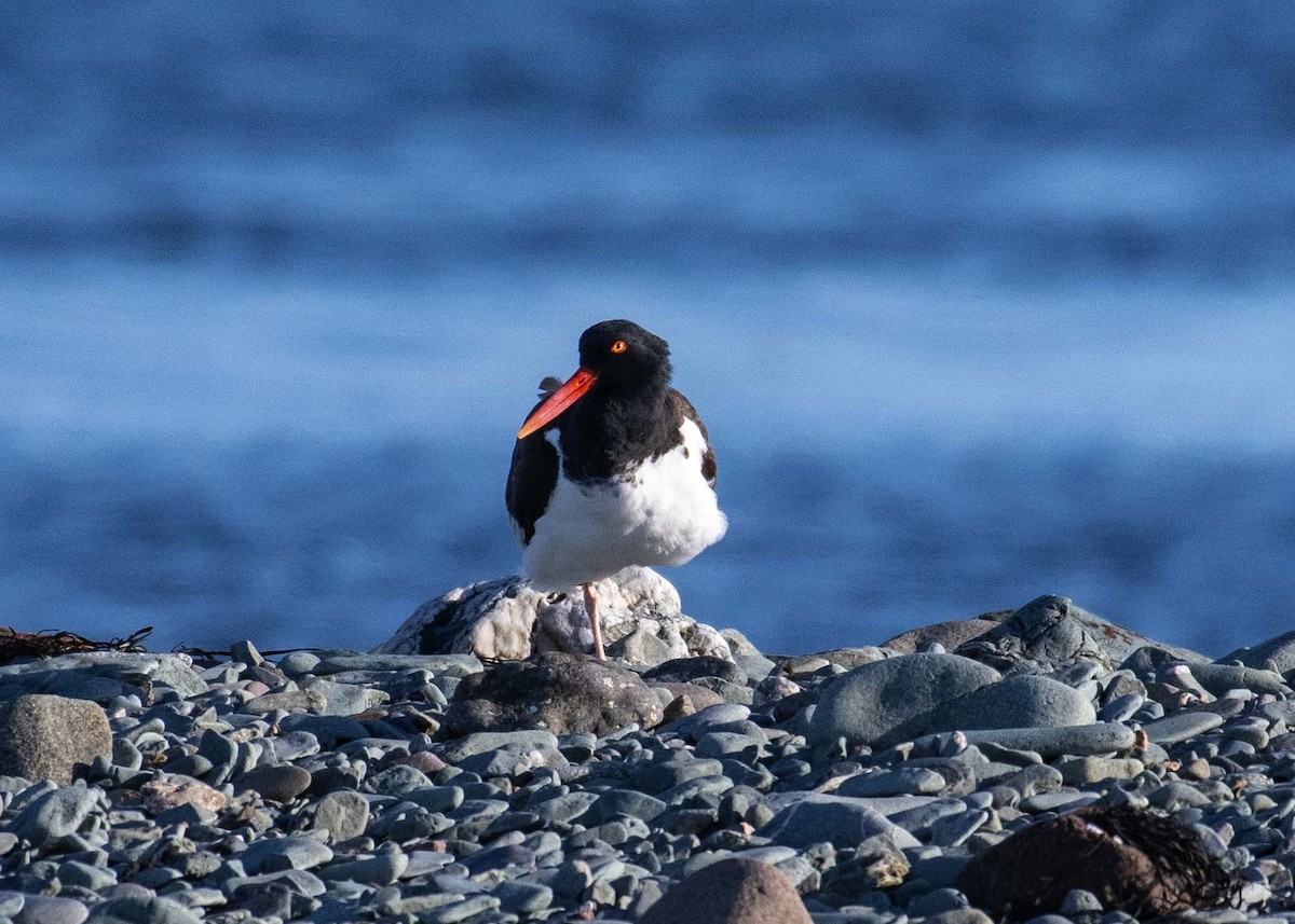 American Oystercatcher - Mark Morse