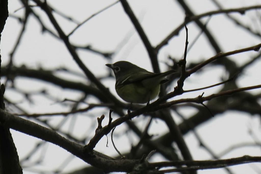 Vireo Solitario - ML617604904