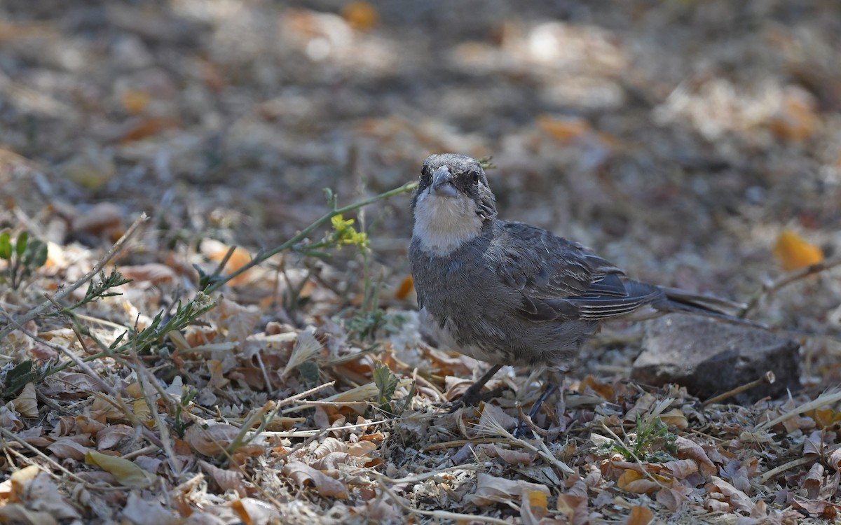 Diuca Finch - ML617604924