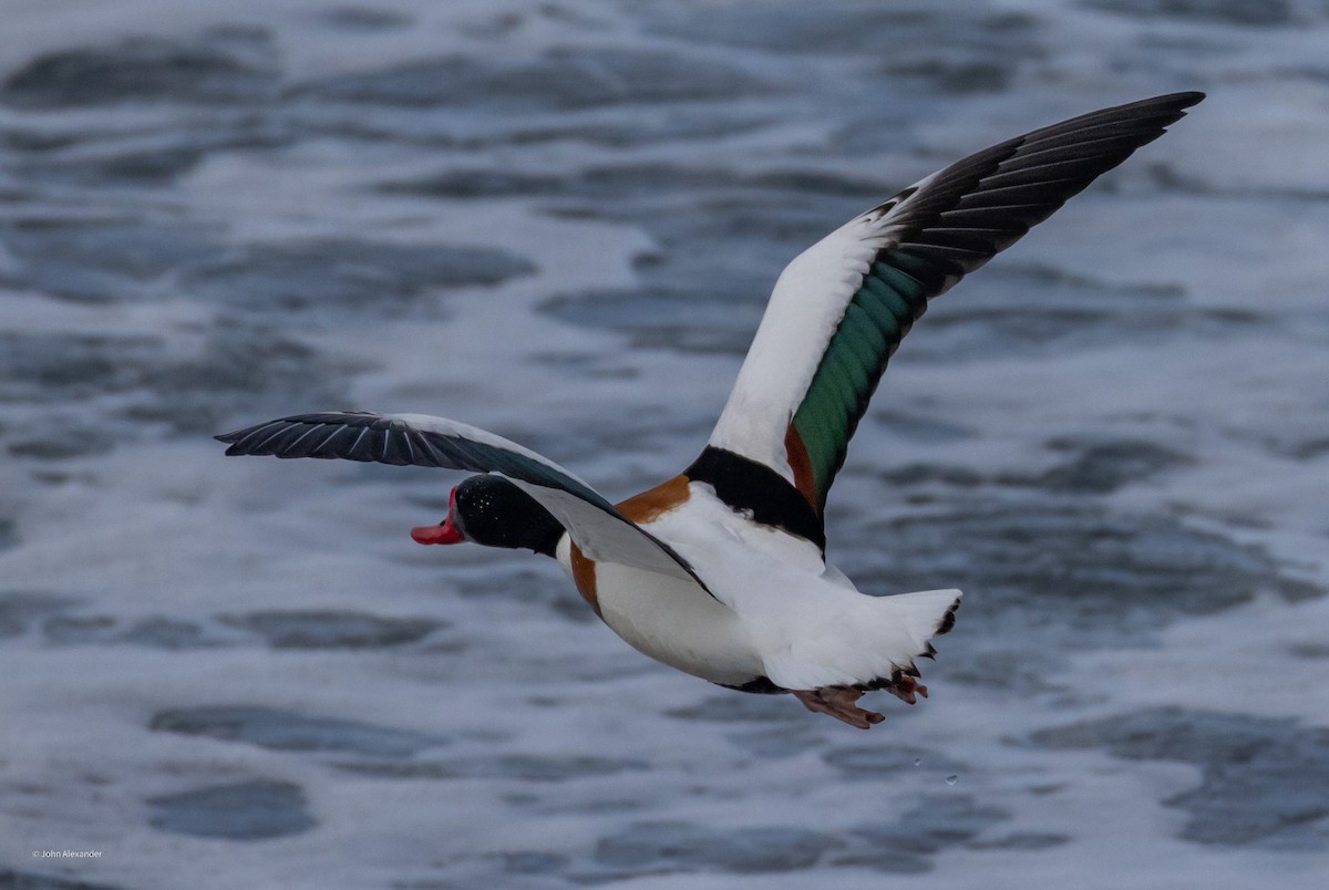 Common Shelduck - ML617604931