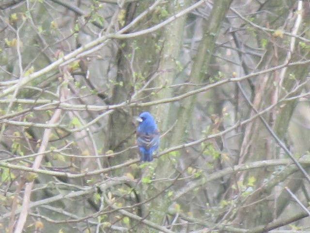 Blue Grosbeak - ML617604933