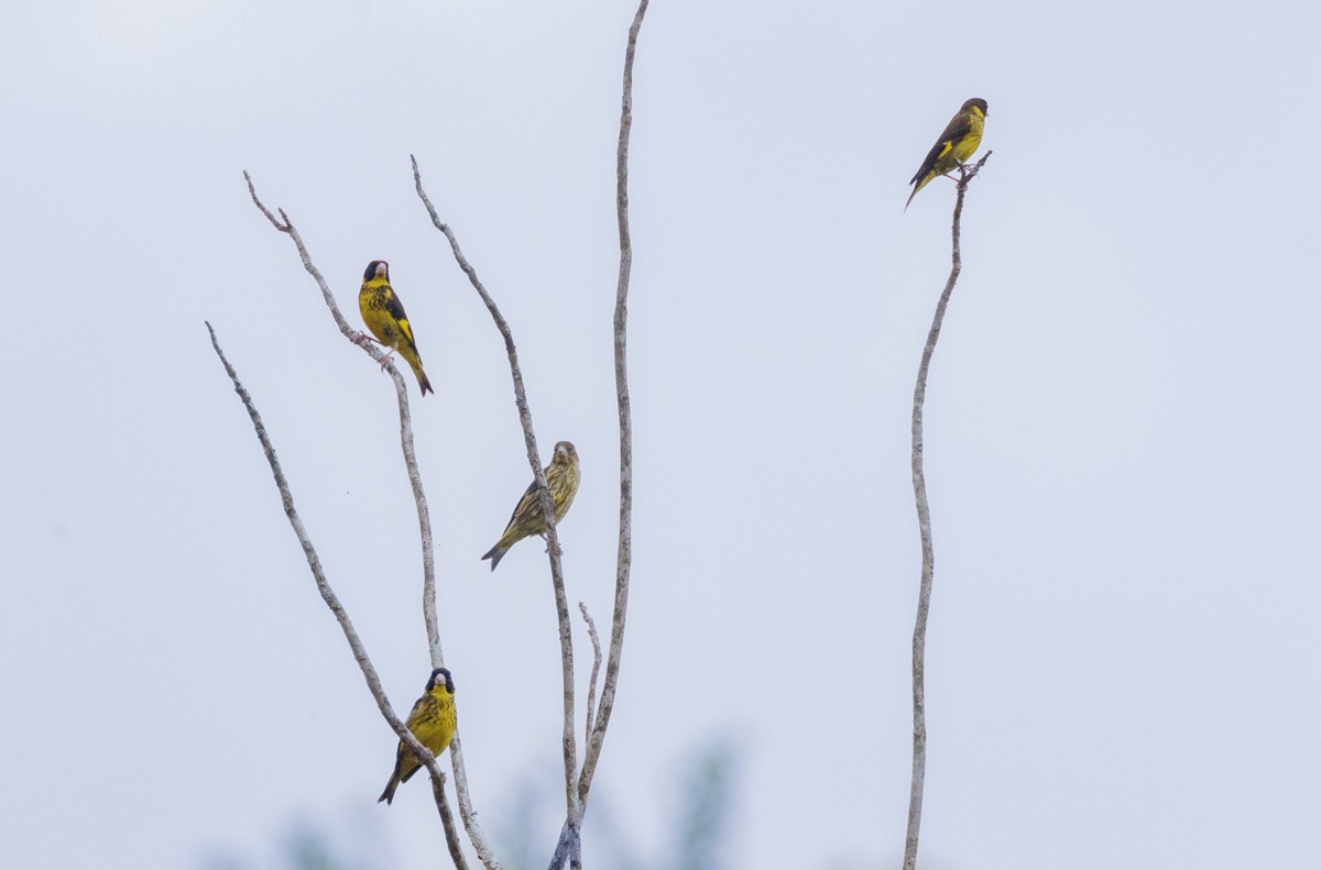 Vietnamese Greenfinch - ML617604940