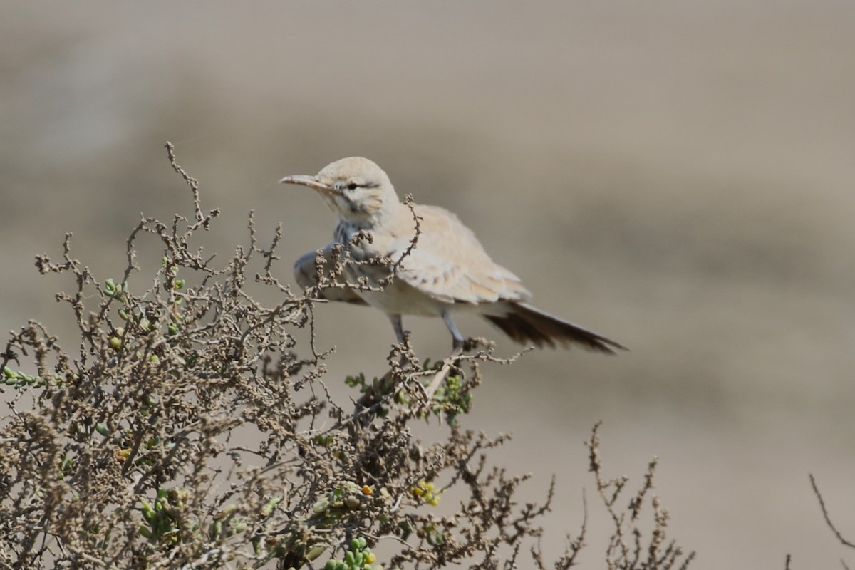 Greater Hoopoe-Lark - ML617604941