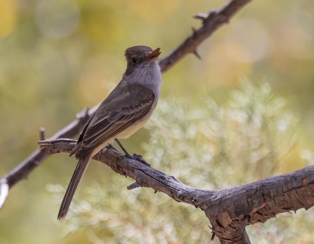 Dusky-capped Flycatcher - ML617604976