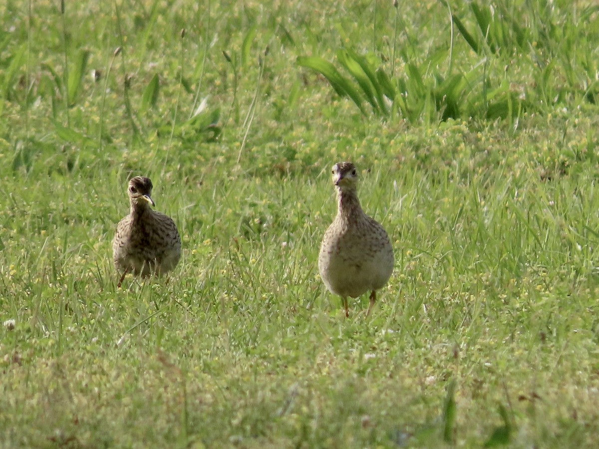 Upland Sandpiper - ML617604986