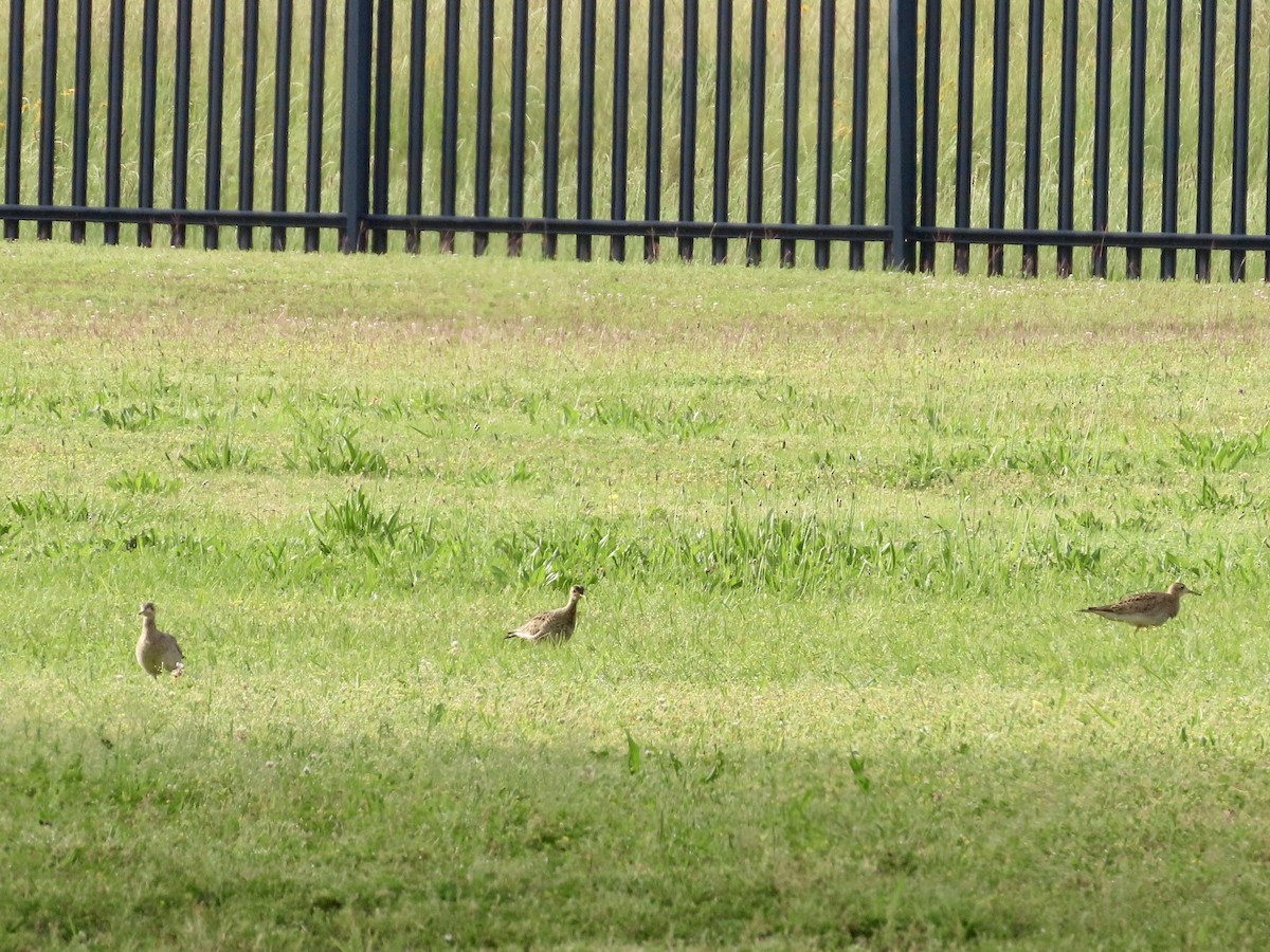 Upland Sandpiper - ML617604987