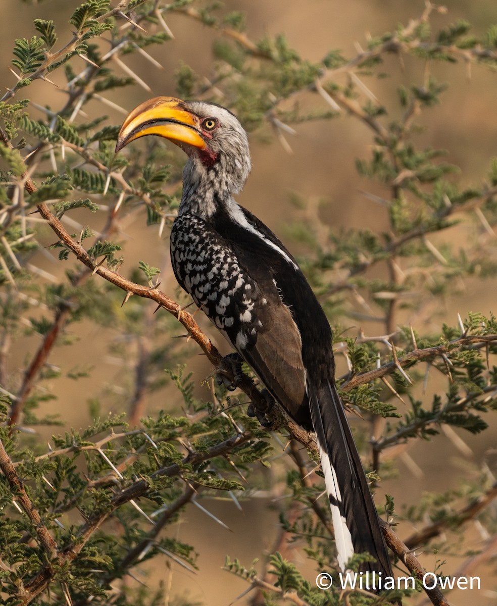 Southern Yellow-billed Hornbill - ML617604991