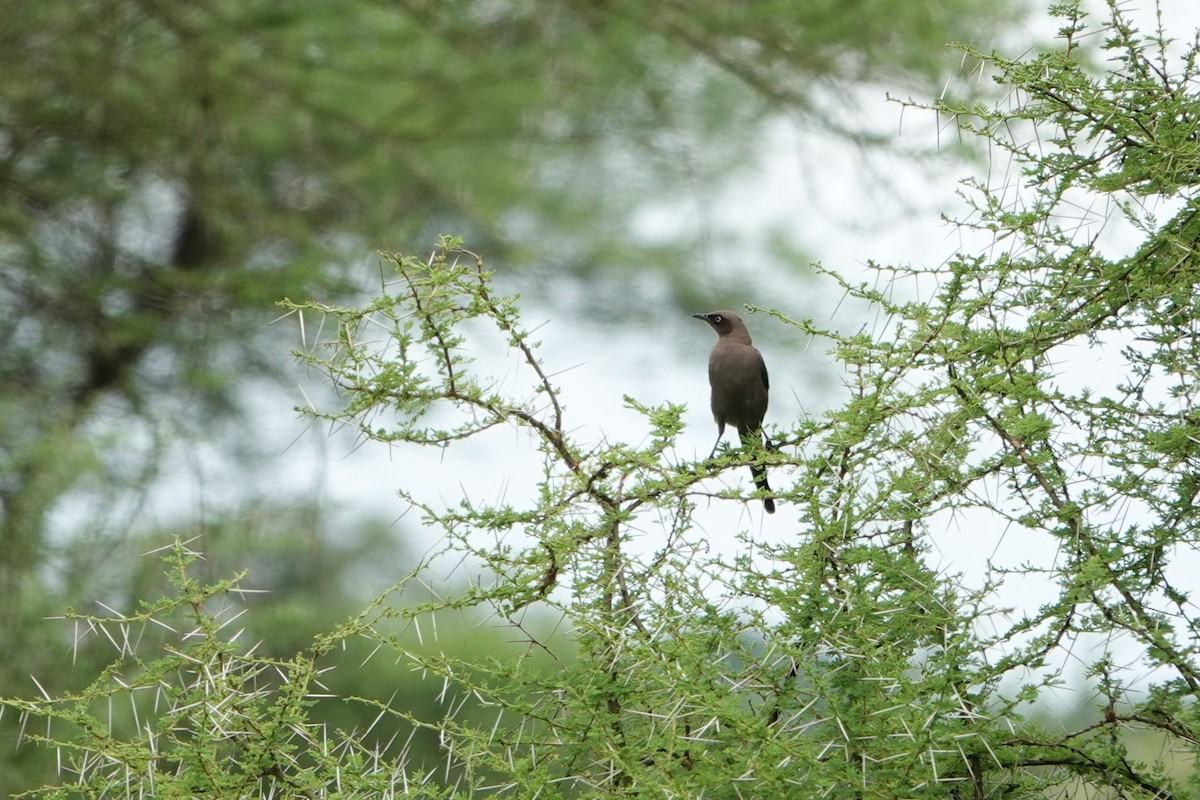 Ashy Starling - ML617604993