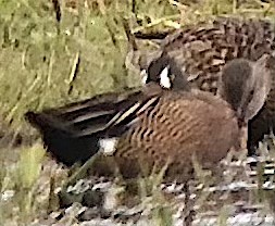 Blue-winged Teal - ML617605079