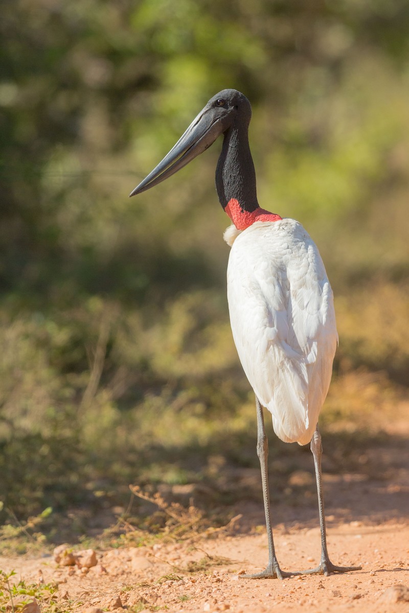 čáp jabiru - ML617605093