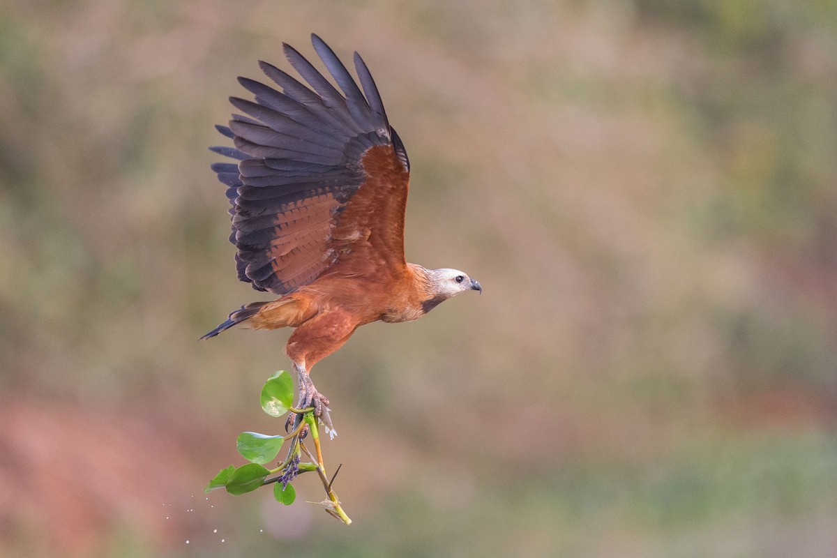 Black-collared Hawk - ML617605109