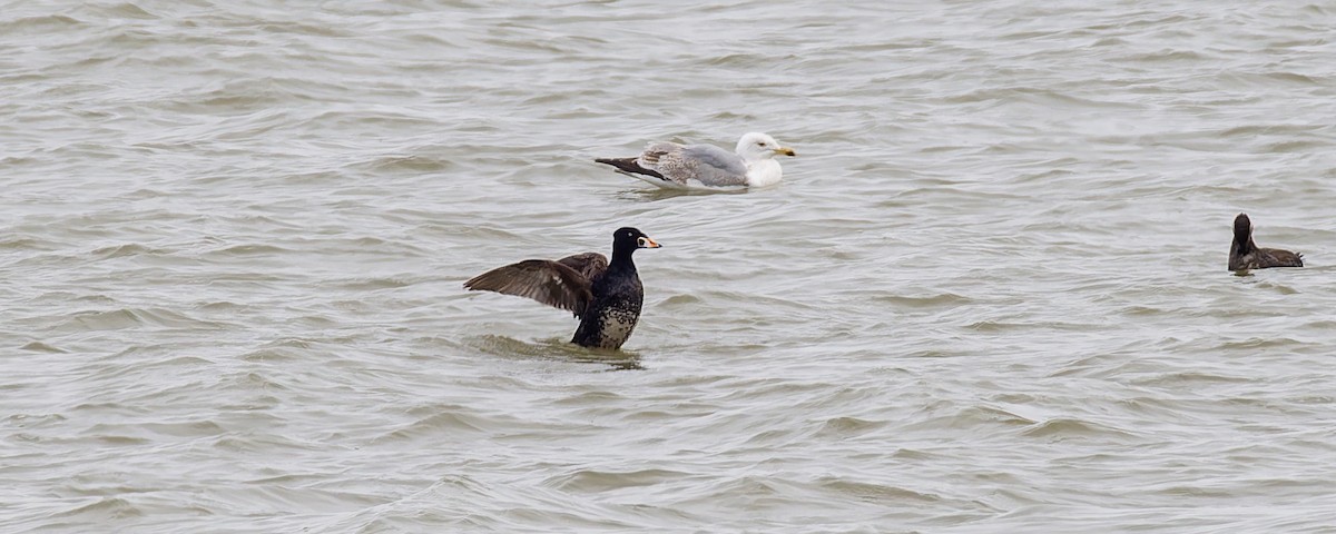 Surf Scoter - ML617605111