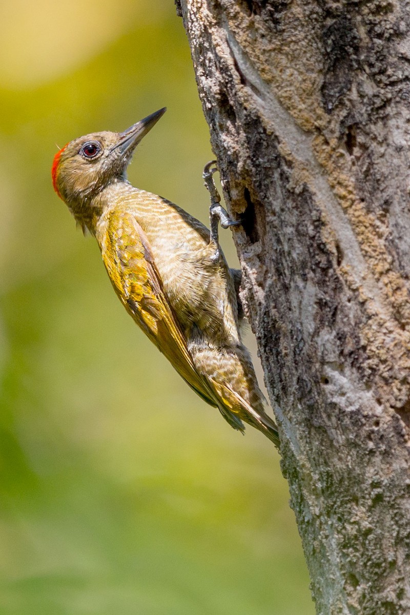 Little Woodpecker - Andreas Trepte