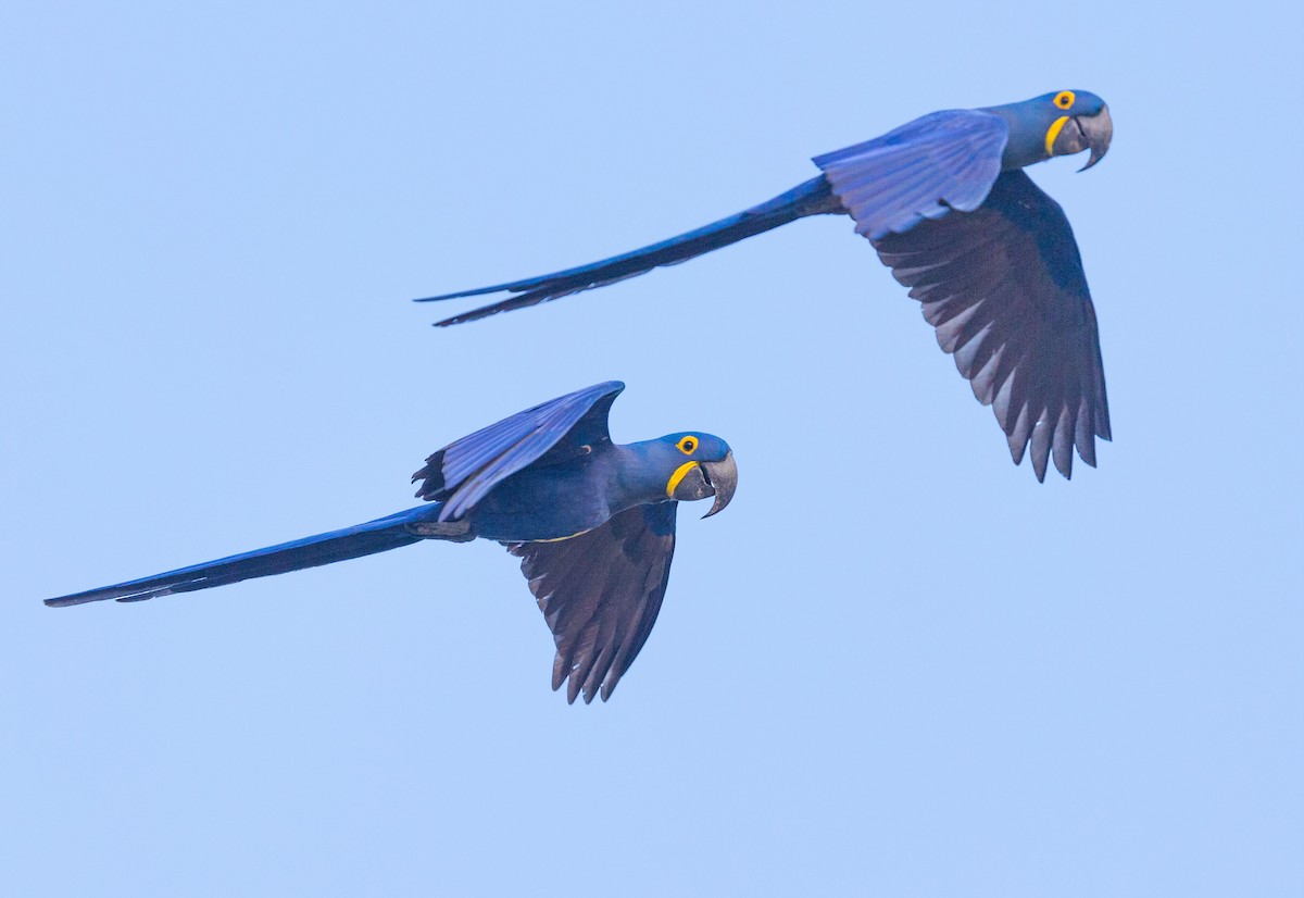 Hyacinth Macaw - ML617605117