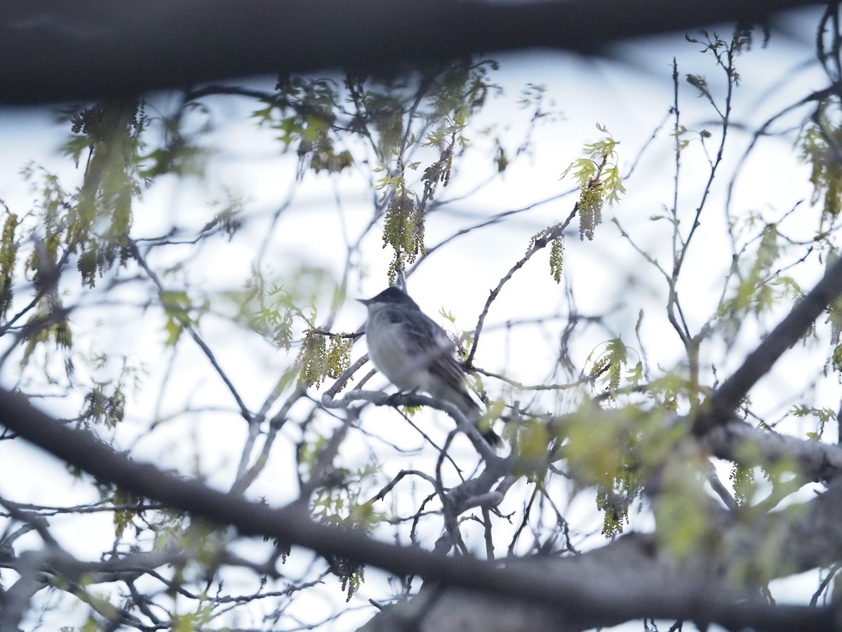 Eastern Kingbird - ML617605139