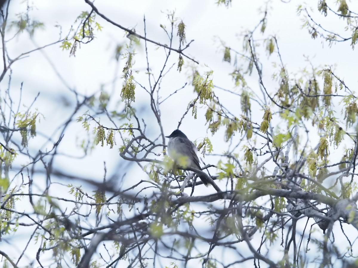 Eastern Kingbird - ML617605140