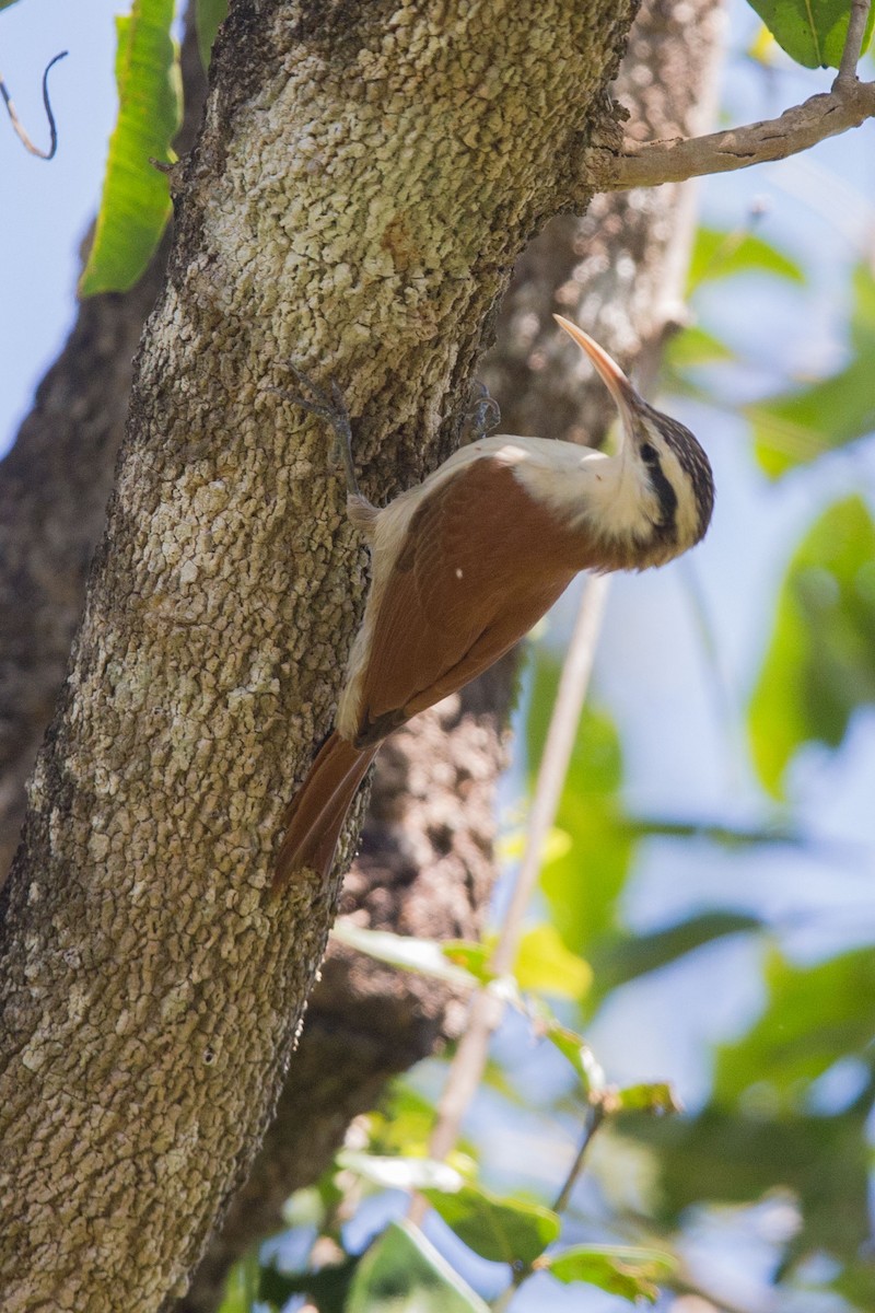 Narrow-billed Woodcreeper - ML617605147