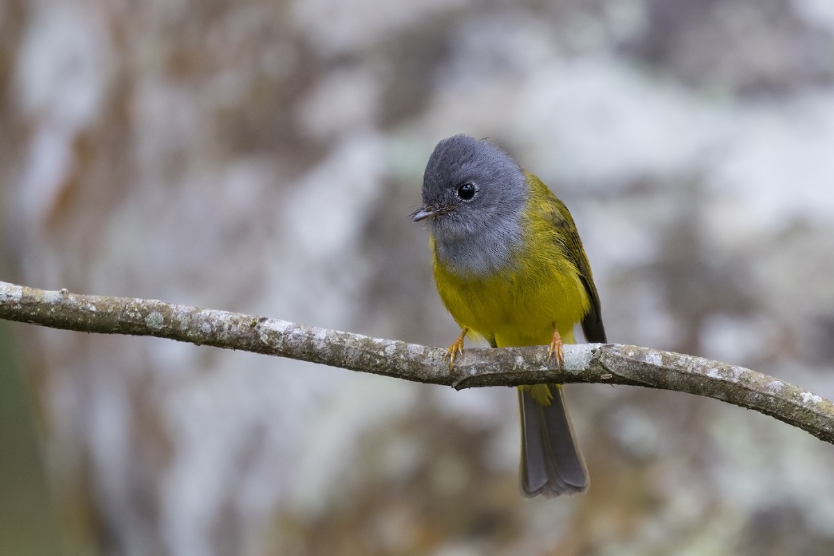 Gray-headed Canary-Flycatcher - ML617605180