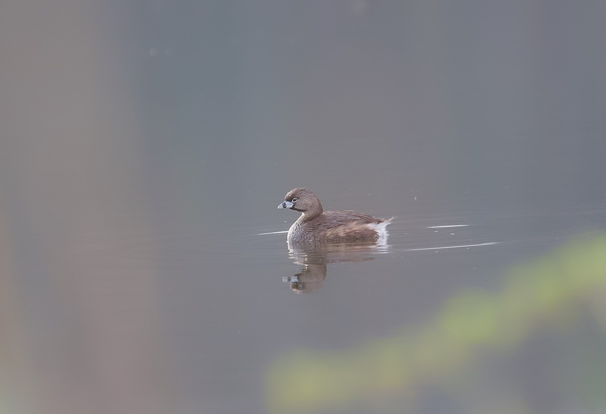 Pied-billed Grebe - ML617605192
