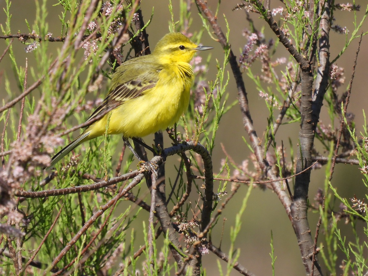 Western Yellow Wagtail (flavissima) - ML617605203