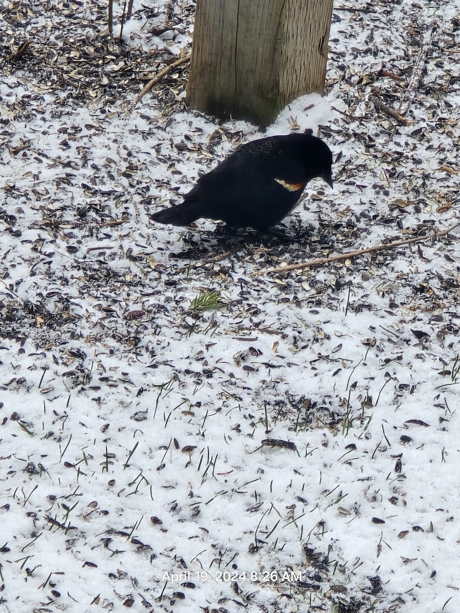 Red-winged Blackbird - Susan Anderson