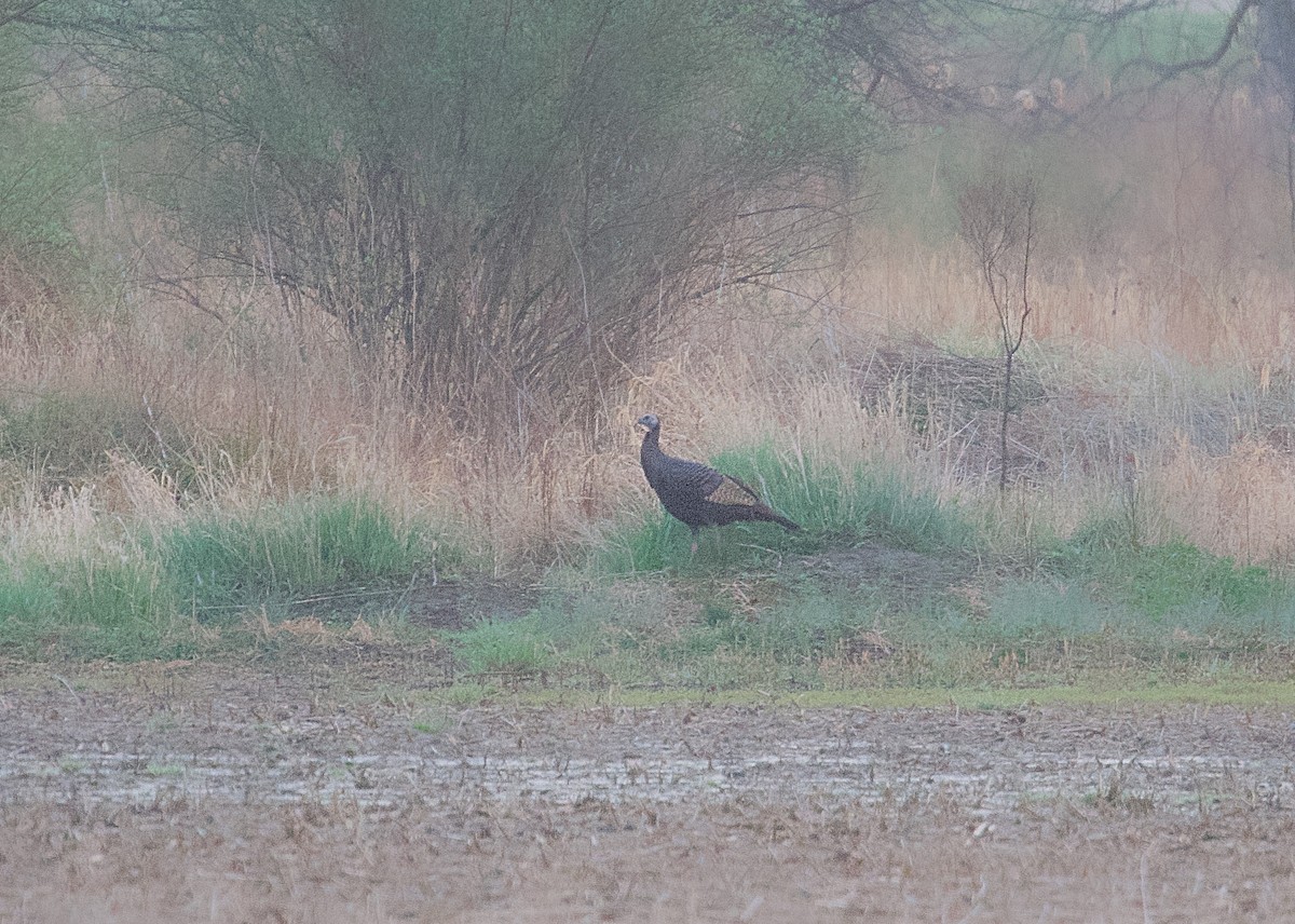 Wild Turkey - ML617605222