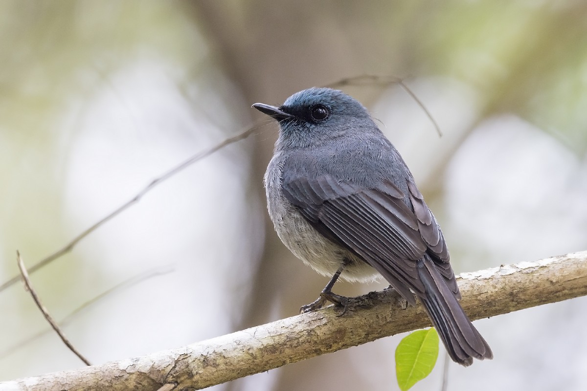 Dull-blue Flycatcher - ML617605224