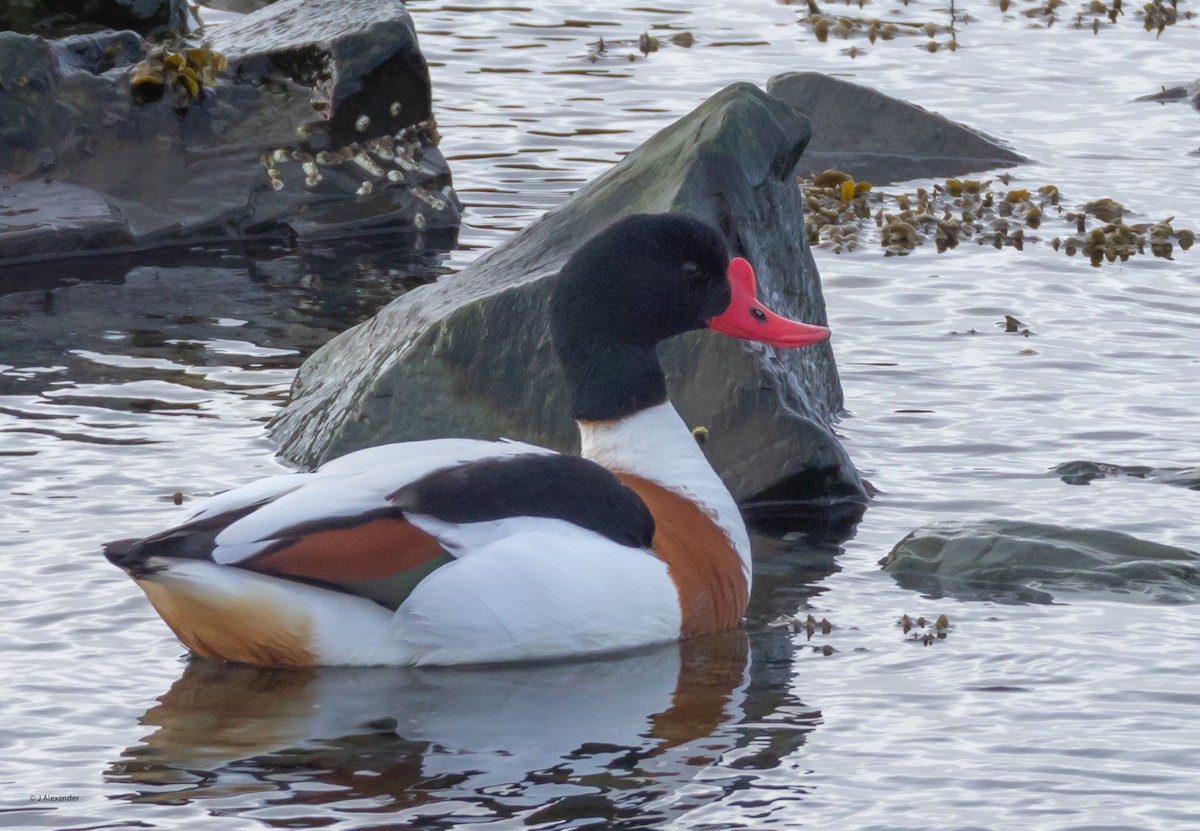 Common Shelduck - ML617605225