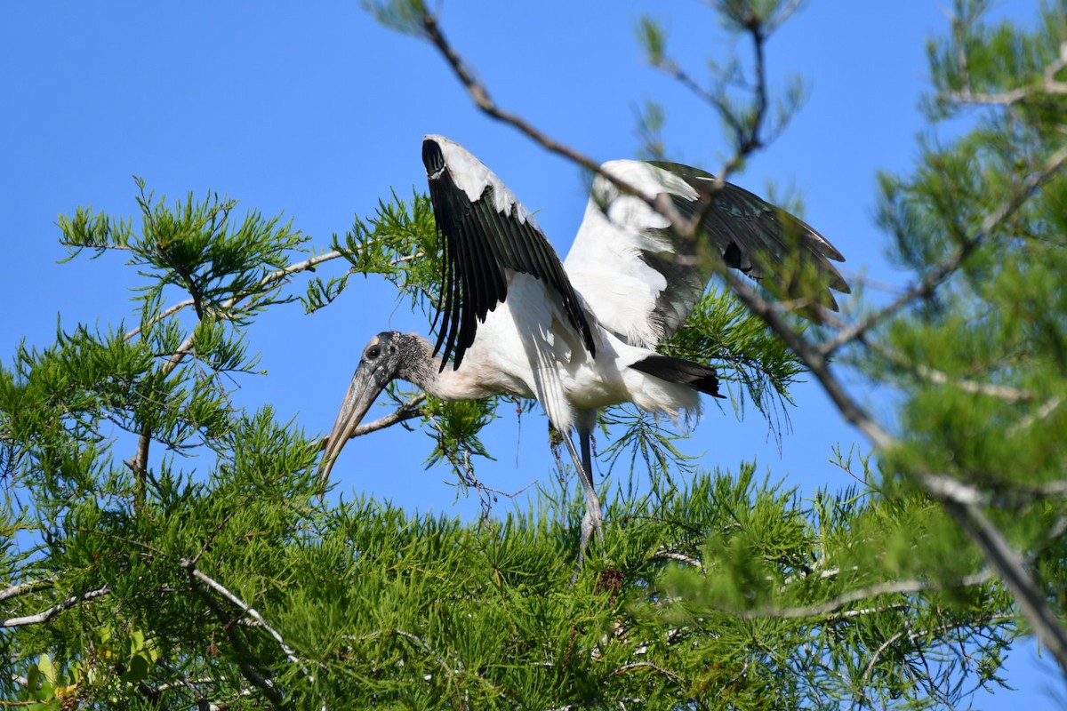 eBird Checklist - 13 Apr 2024 - 8500 Loop Rd, Homestead US-FL 25.76044 ...