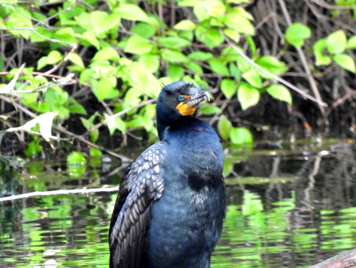 Double-crested Cormorant - ML617605336